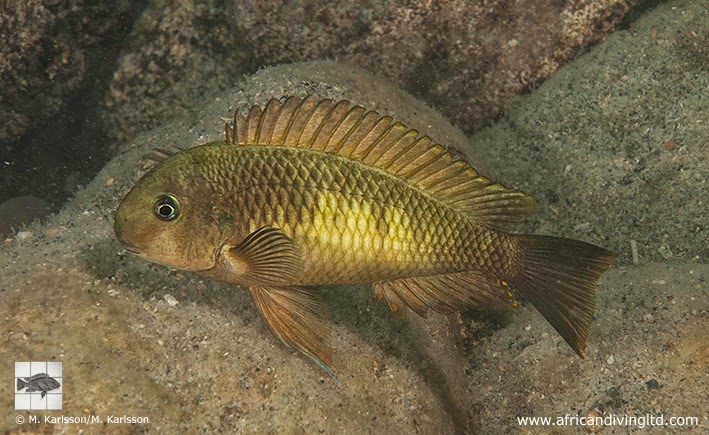 Tropheus sp. 'limespot' Lyamembe